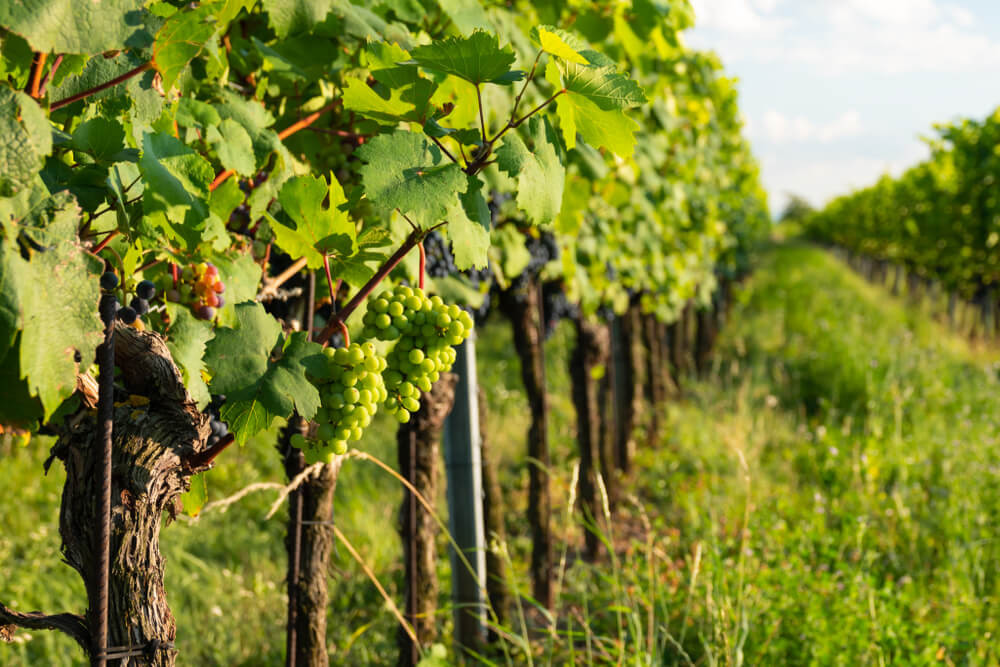 Tenuta Uccellina