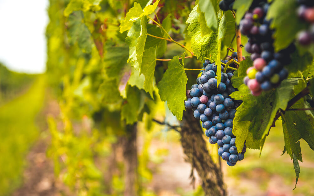 Le vigne di Zamò