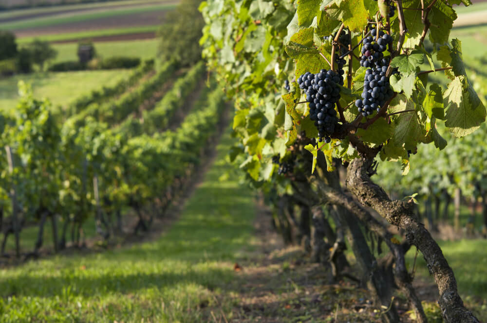 Cascina Valle Asinari