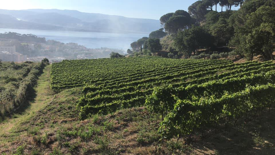 Azienda Agricola Ciccolo