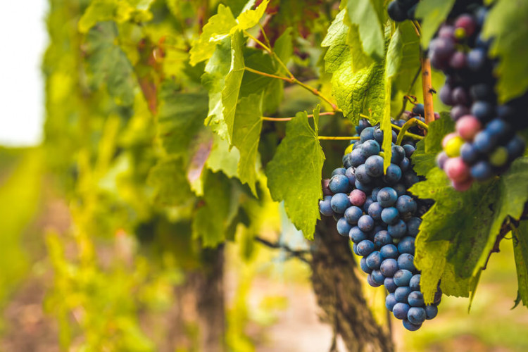 Confronto tra Barbera d'Alba e Barbera d'Asti