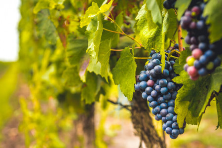 Confronto tra Barbera d'Alba e Barbera d'Asti