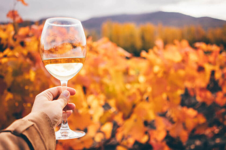 I migliori vini per l’autunno: la selezione di Viniwebstore
