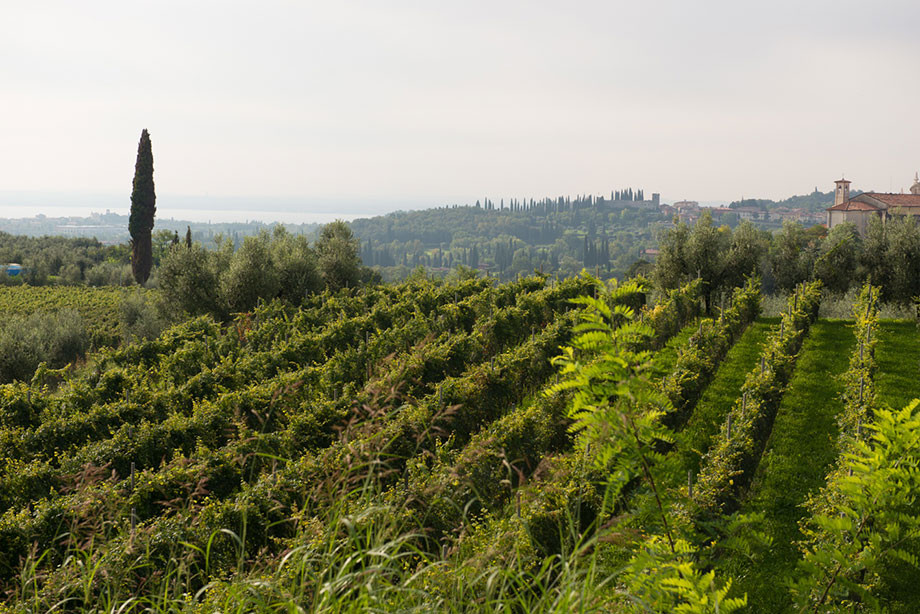 Azienda Vitivinicola Due Pini