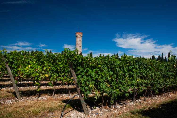 Lugana DOC: un vino d’eccellenza del Lago di Garda