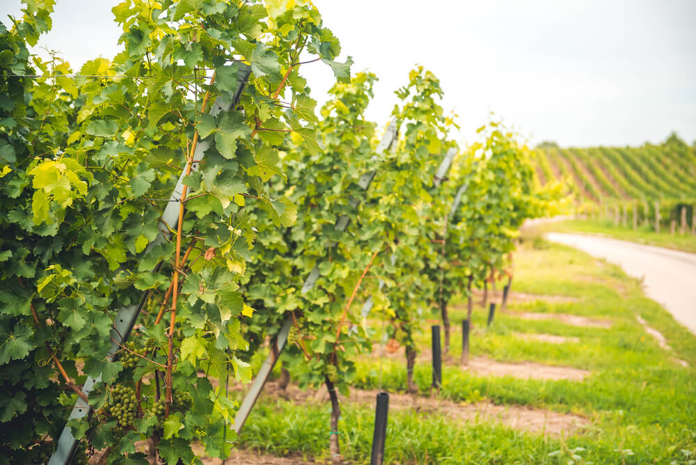 Azienda Vitivinicola MO